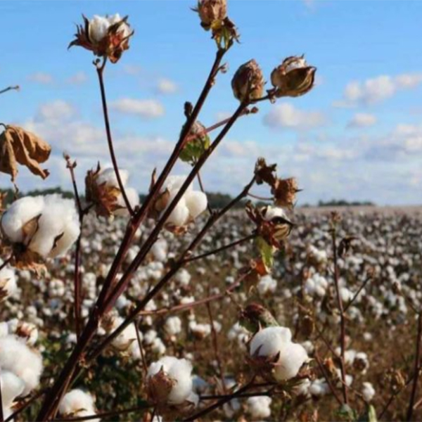 The Most Sustainable Eco-Friendly Fabrics For Underwear 